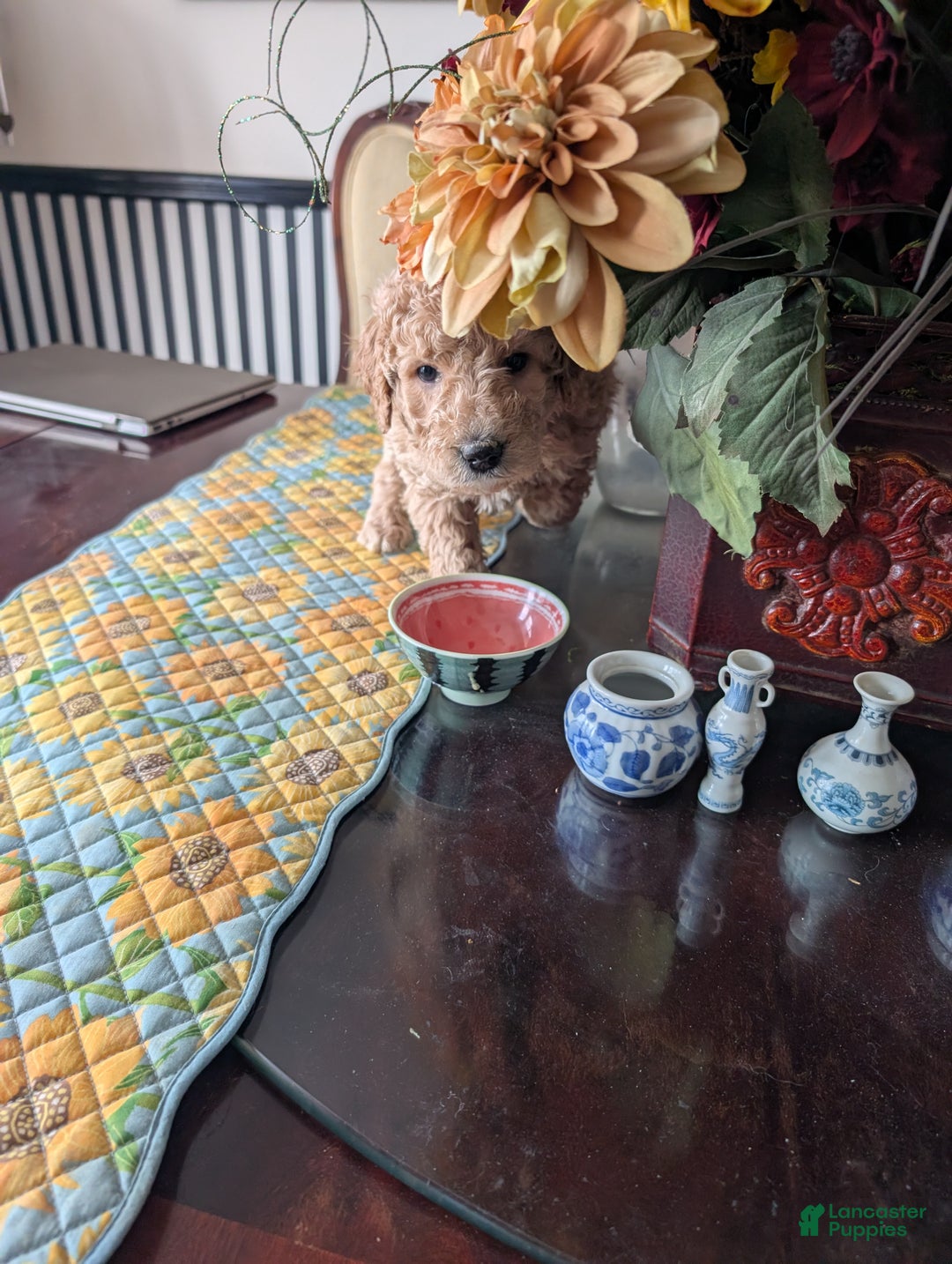 Goldendoodle dogs for sale: Jack - Ad 7