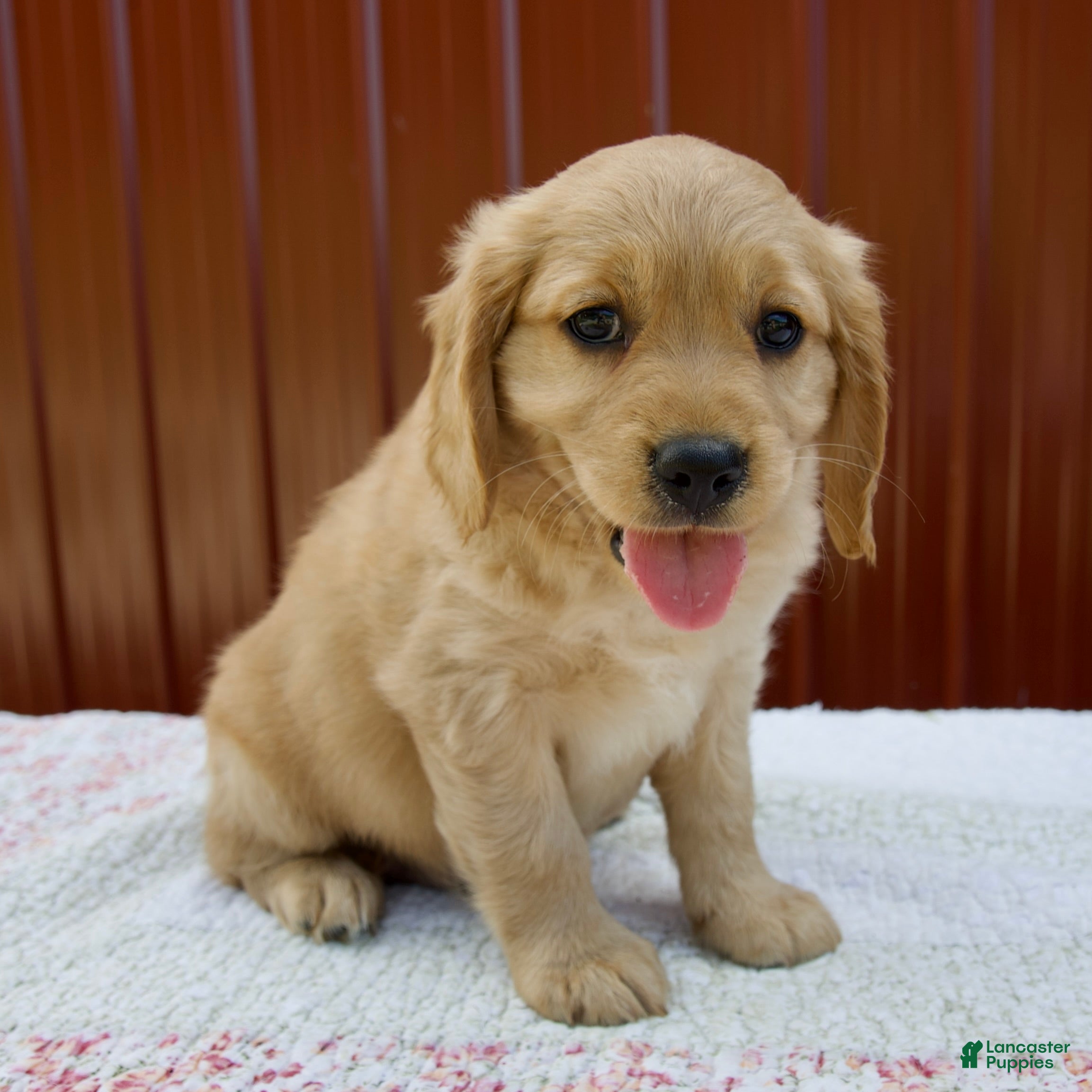 Miniature Golden Retriever dogs Griffin - Ad 2
