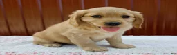 Miniature Golden Retriever dogs for sale: Griffin - Ad 2