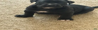 Presa Canario 2