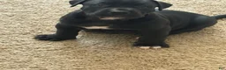 Presa Canario dogs for sale: Presa Canario 2 - Ad 1