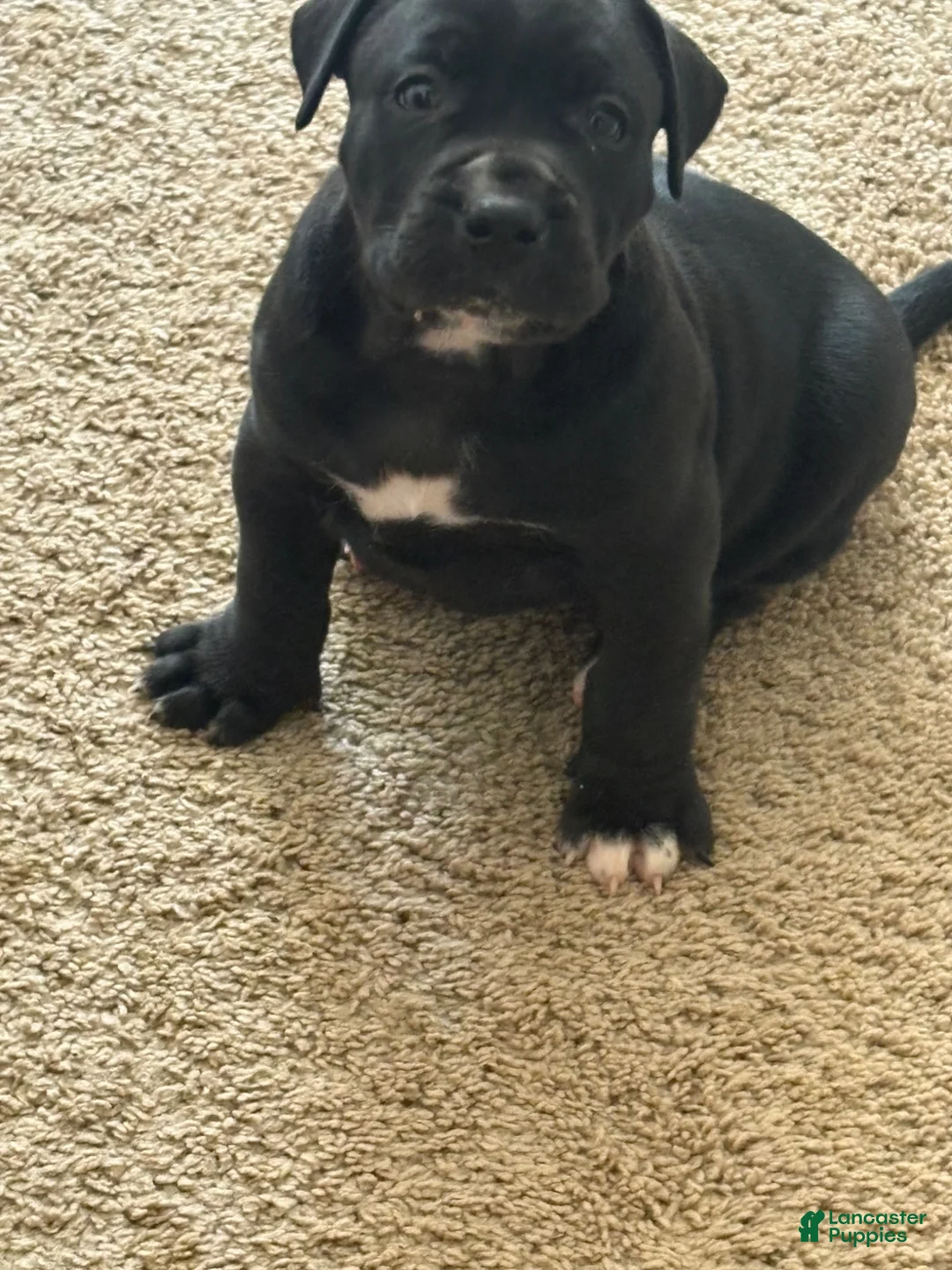 Presa Canario dogs for sale: Presa Canario 2 - Ad 1