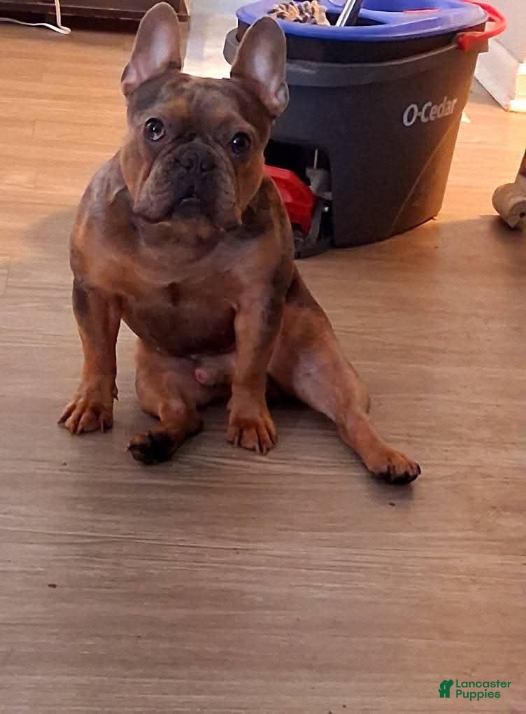 French Bulldog dogs Buddy for stud +ivf - Ad 3