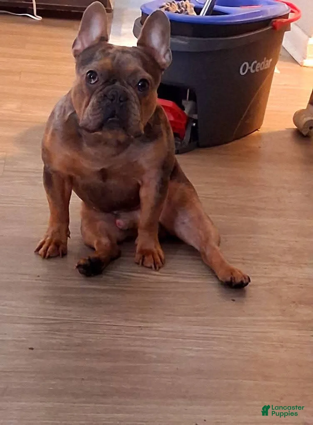French Bulldog dogs for stud: Buddy for stud +ivf - Ad 1