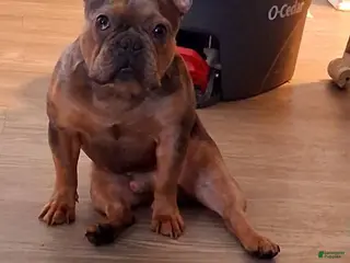 French Bulldog dogs Buddy for stud +ivf - Ad 10