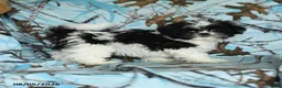 Shih Tzu dogs for sale: Kolby - Ad 3