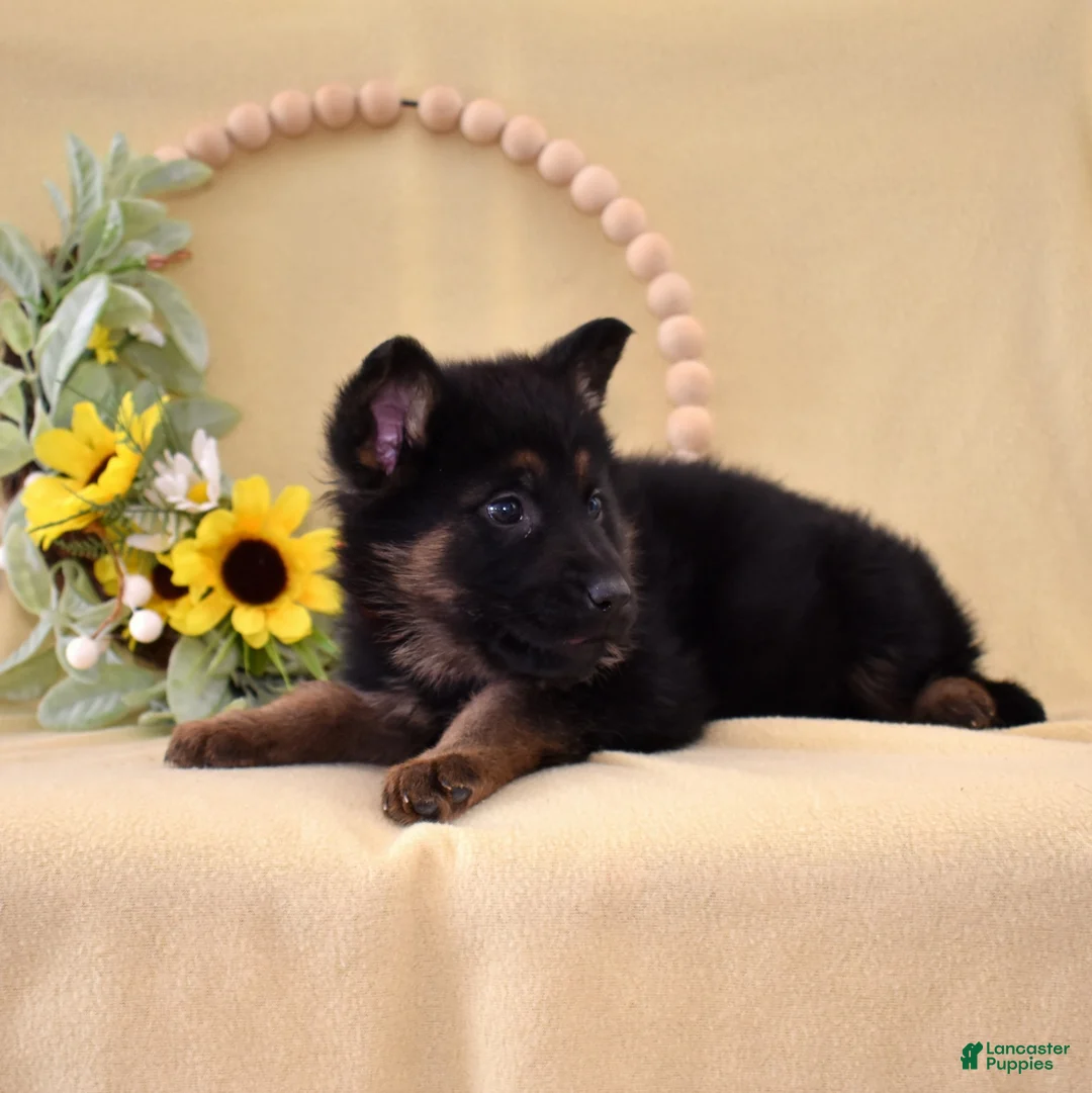German Shepherd dogs for sale: Olivia  - Ad 7