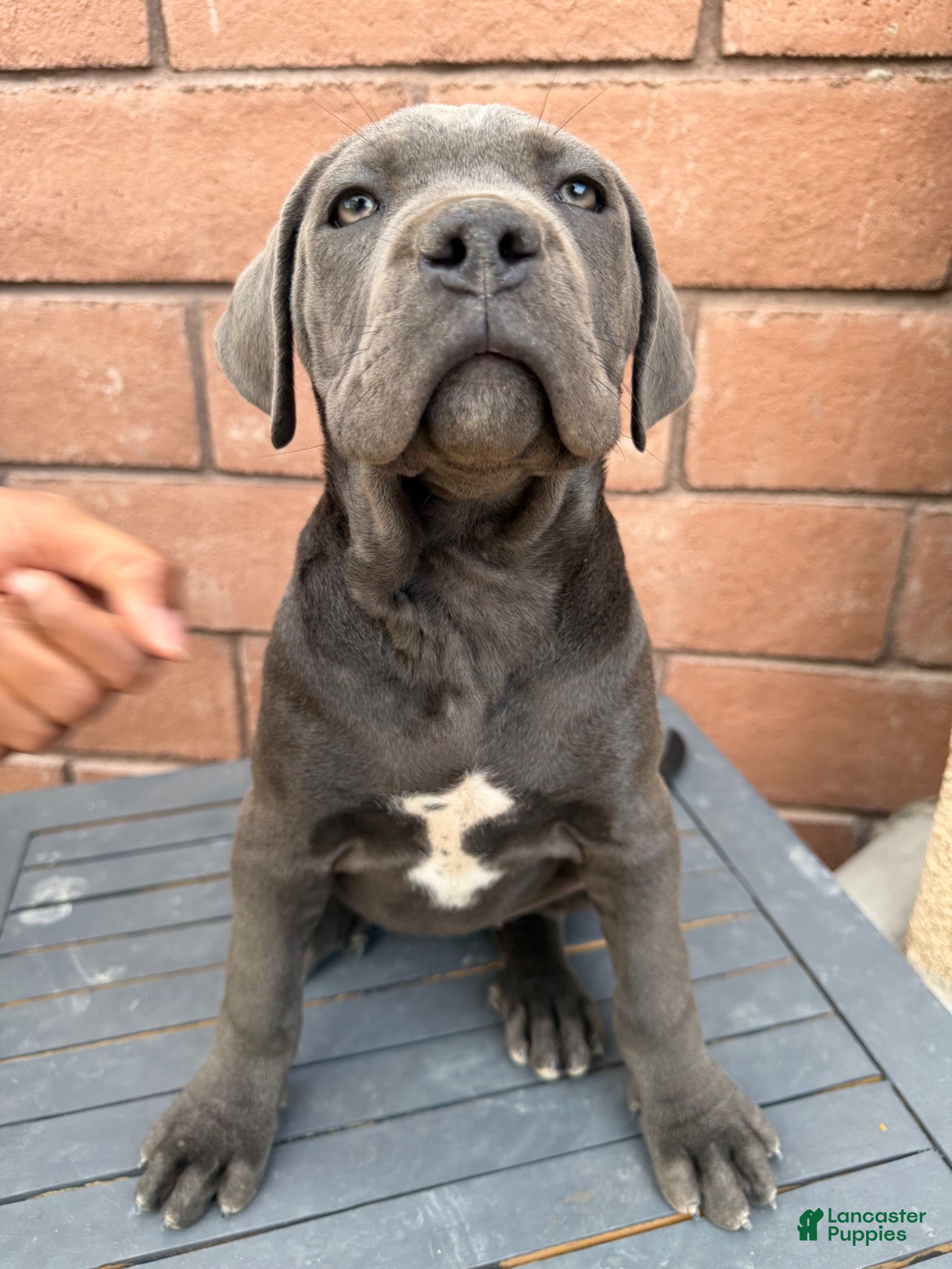 Cane Corso dogs for sale: Cane Corso 4 - Ad 1