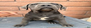 Cane Corso 4