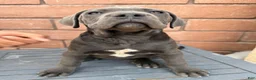 Cane Corso dogs for sale: Cane Corso 4 - Ad 1