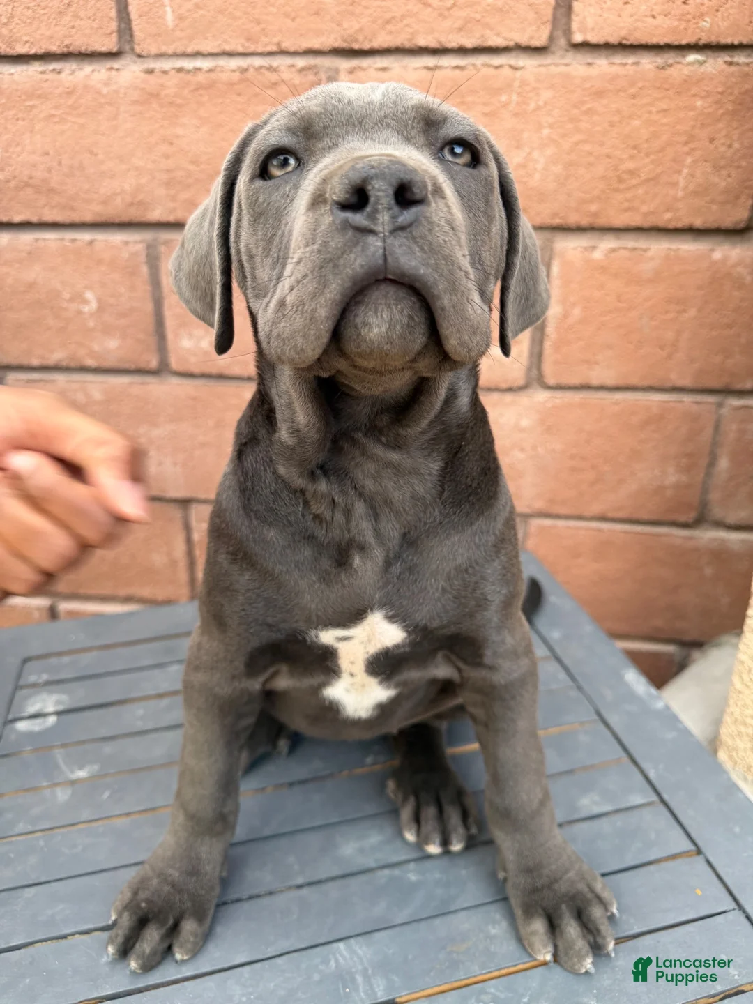 Cane Corso dogs for sale: Cane Corso 4 - Ad 1