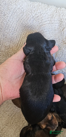 Miniature Dachshund dogs Chester-Long Haired - Ad 9