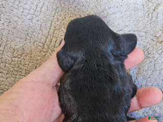 Miniature Dachshund dogs Chester-Long Haired - Ad 20