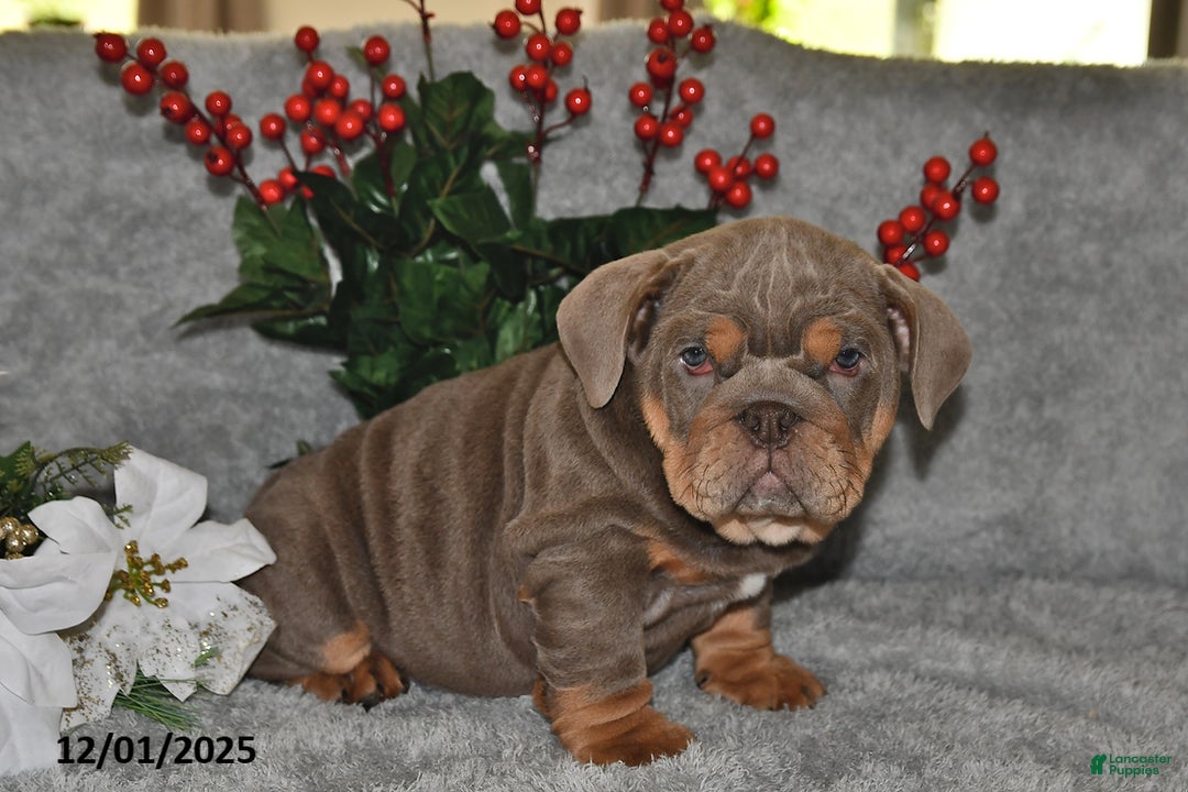 English Bulldog dogs for sale: Debbie - Ad 1