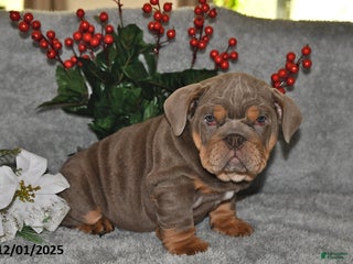 English Bulldog dogs Debbie - Ad 8