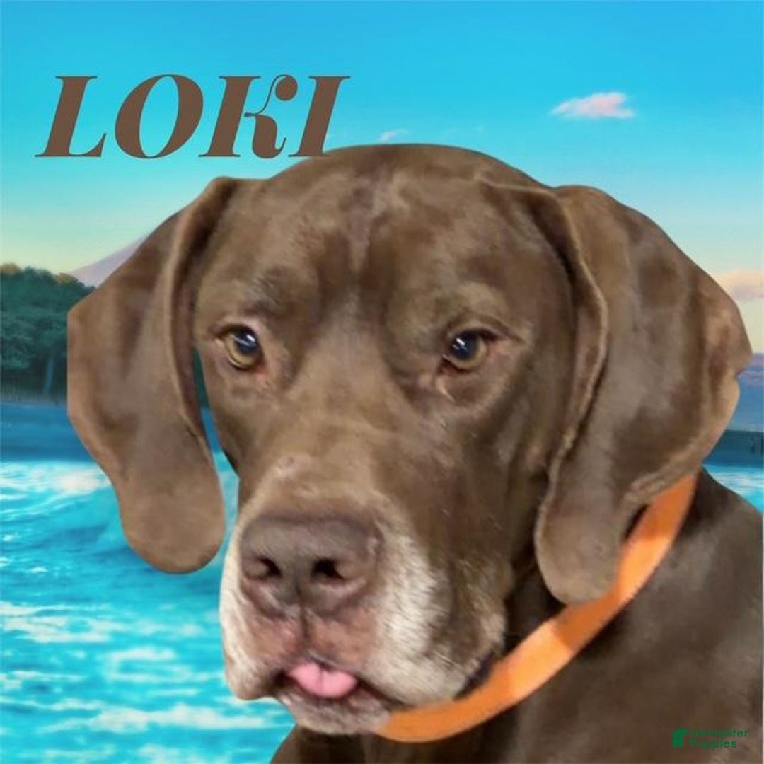 Great Dane dogs for sale: CARLA - CHOCOLATE HARLEQUIN - Ad 3