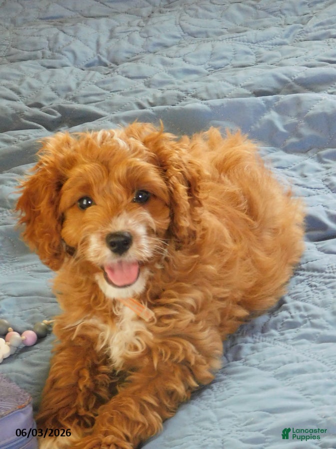 Cockapoo dogs Chubby - Ad 1