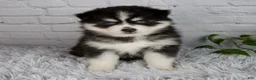 Pomsky dogs for sale: Tanner - Ad 1