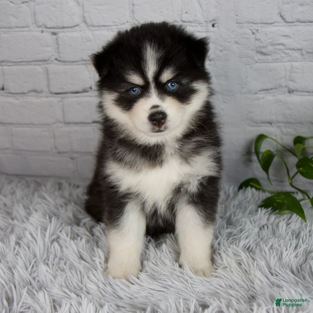 Pomsky dogs for sale: Tanner - Ad 1
