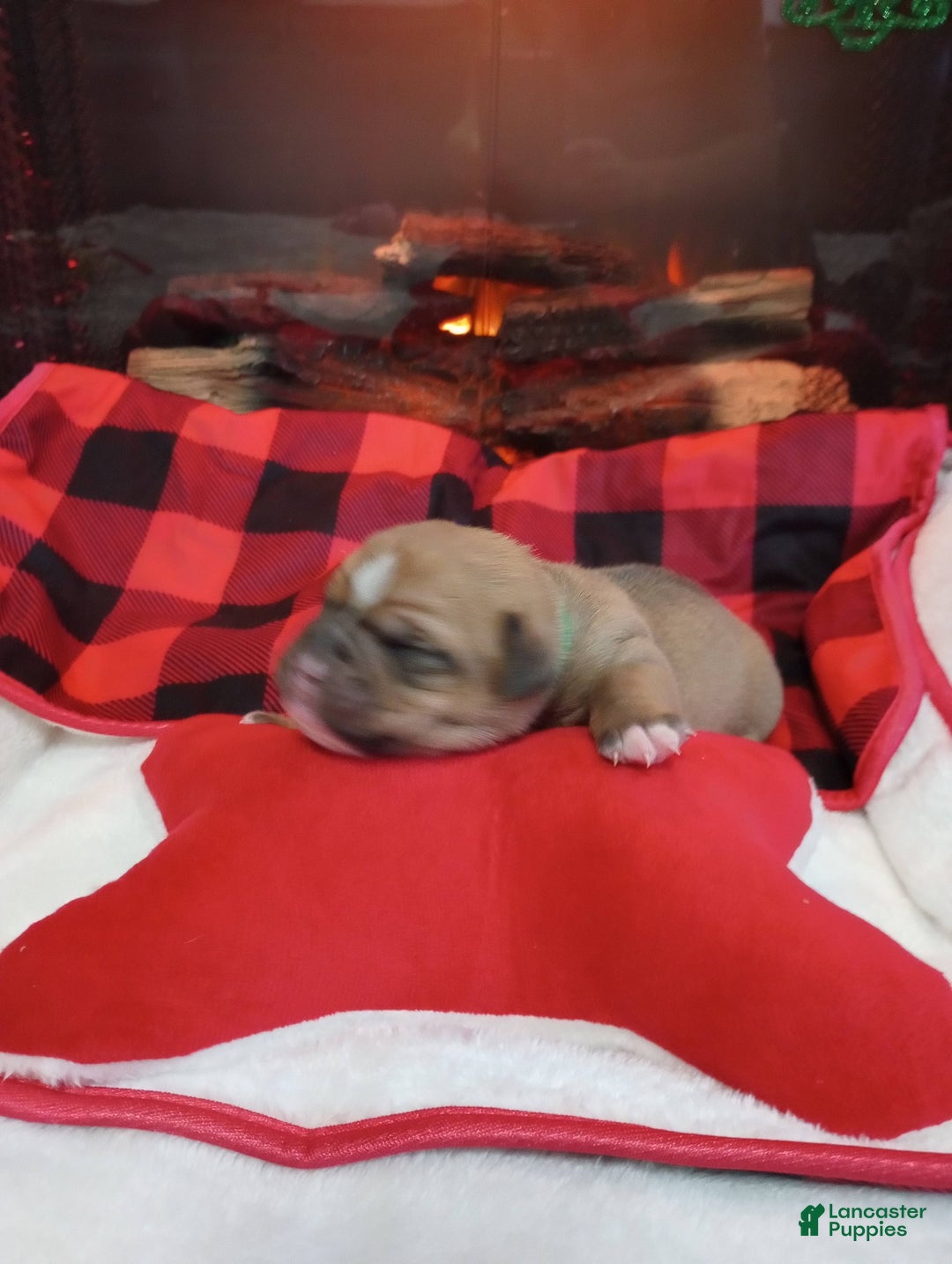 Olde English Bulldogge dogs for sale: Olde English Bulldogge Puppy 3 - Ad 3
