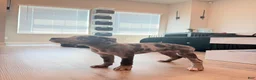 American Bully dogs for sale: Merle American Bully  - Ad 5