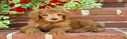 Standard Poodle dogs for sale: Mason - Ad 4