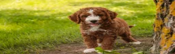 Cavapoo dogs for sale: Blaise Cavapoo  - Ad 9