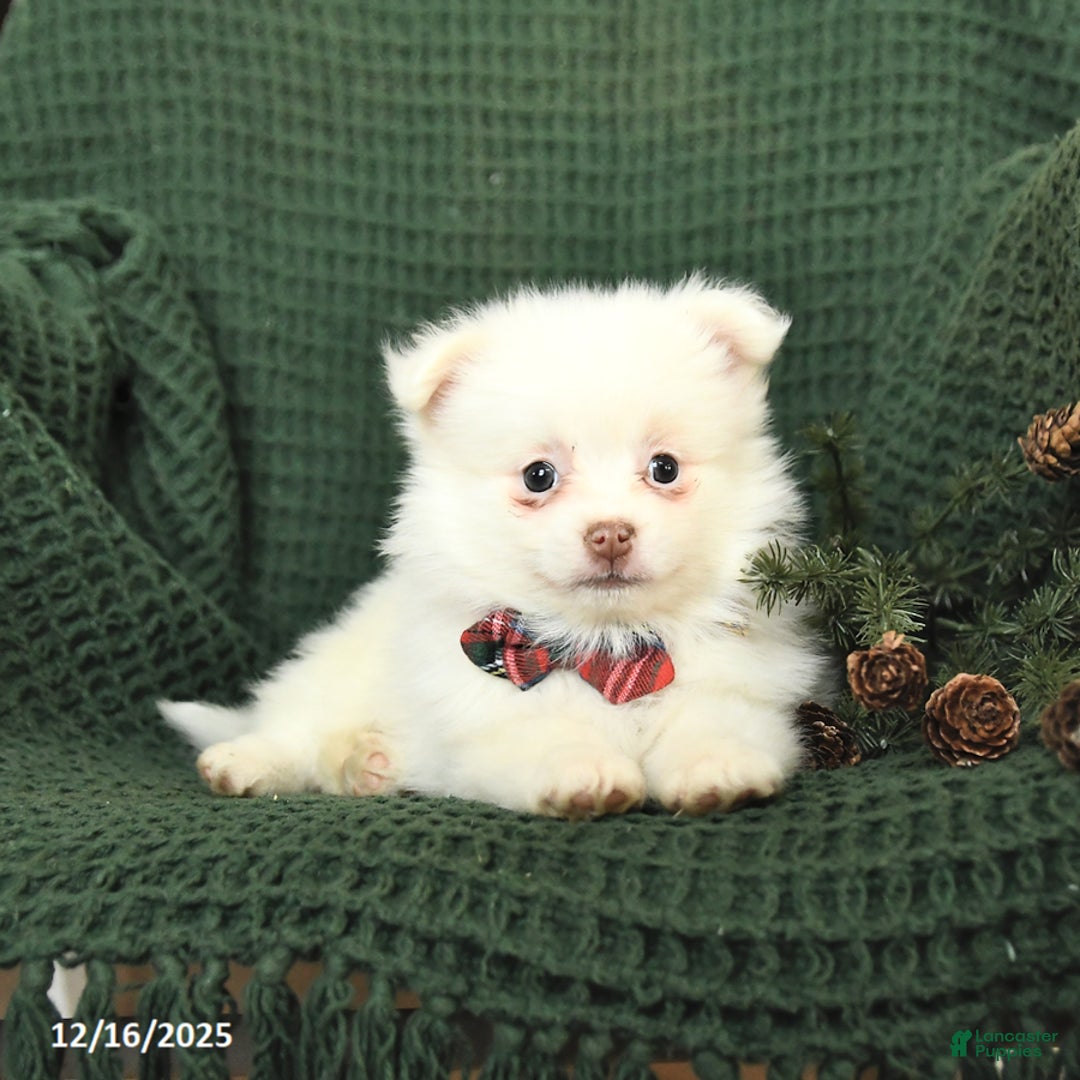 Pomeranian dogs for sale: Snowflake - Ad 3