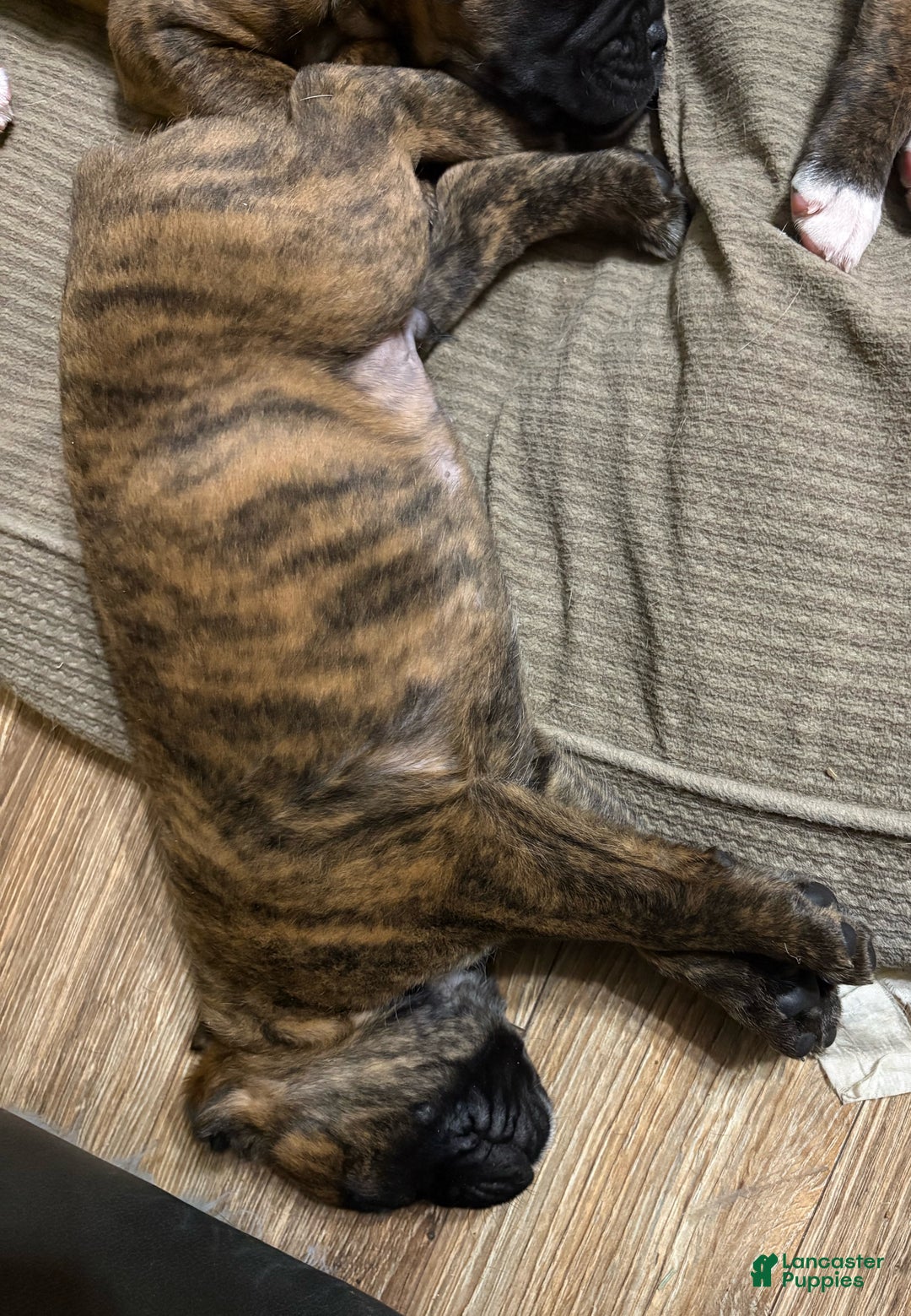 Boxer dogs for sale: Toby - Ad 4