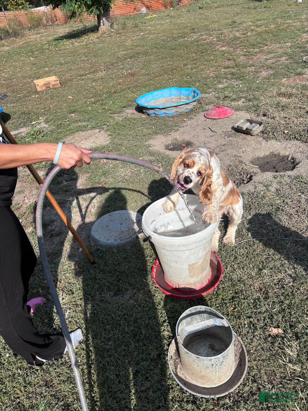 Mixed Breed dogs for sale: Apollo - Ad 6