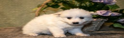 American Eskimo dogs for sale: Popcorn - Ad 3
