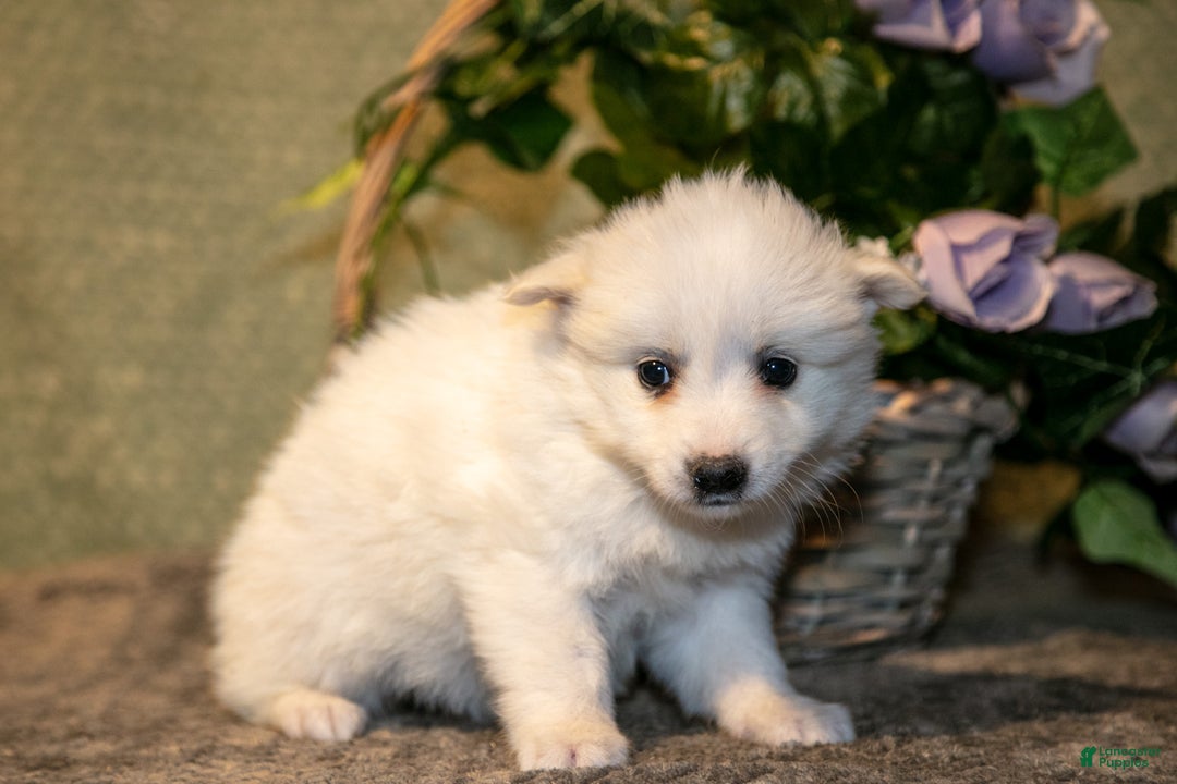 American Eskimo dogs for sale: Popcorn - Ad 3