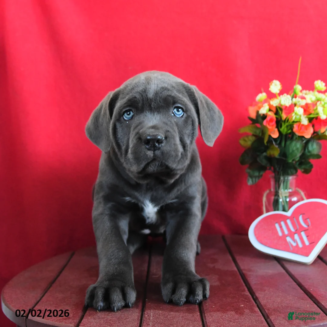 Cane Corso dogs for sale: Laura - Ad 3