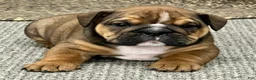 English Bulldog dogs for sale: Beau - Ad 2