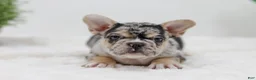 French Bulldog dogs for sale: Gus - Ad 2