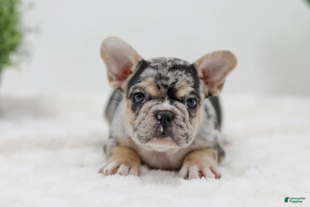 French Bulldog dogs for sale: Gus - Ad 2