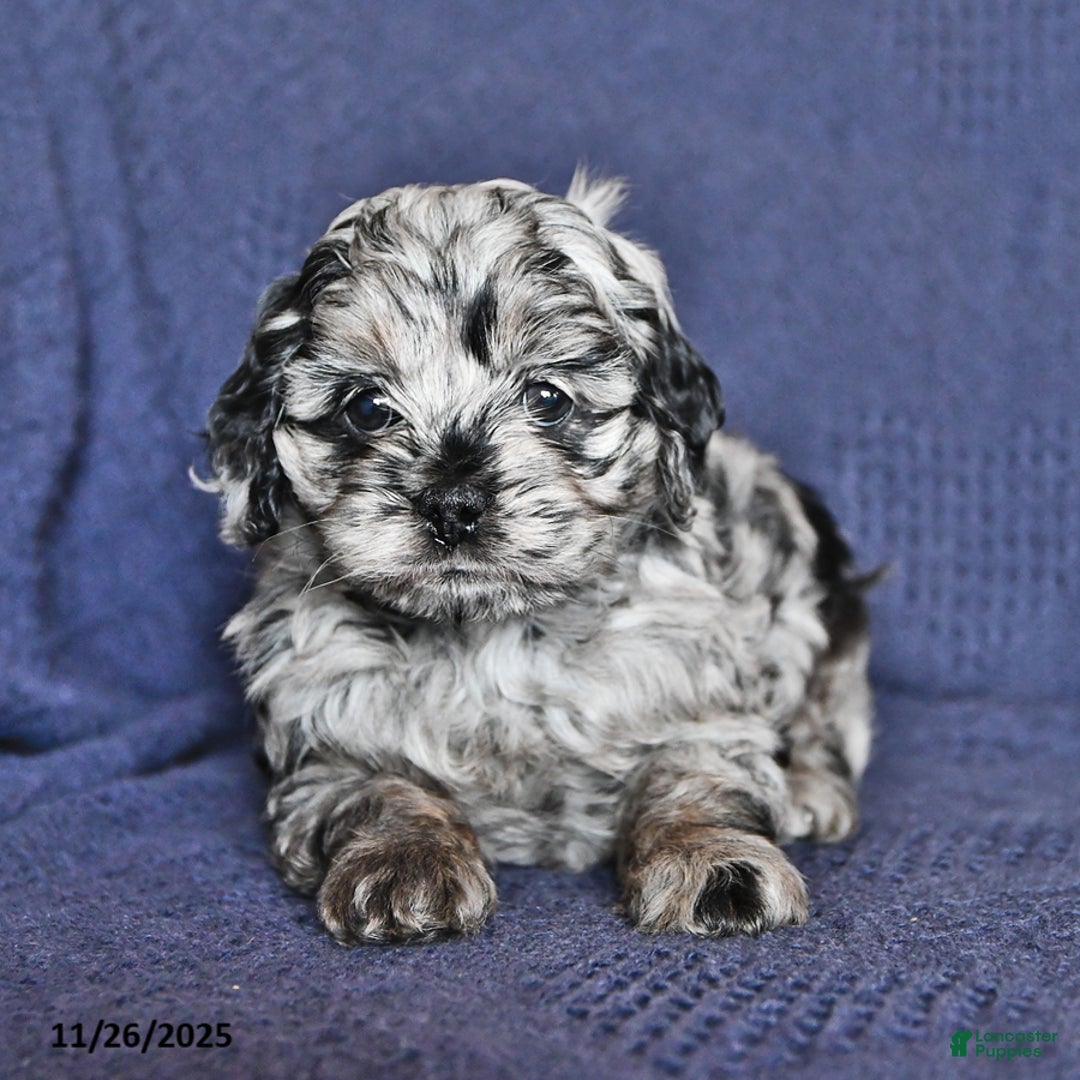 Cockapoo dogs for sale: Joy - Ad 1
