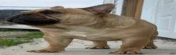 French Bulldog dogs for sale: Toi - Ad 8
