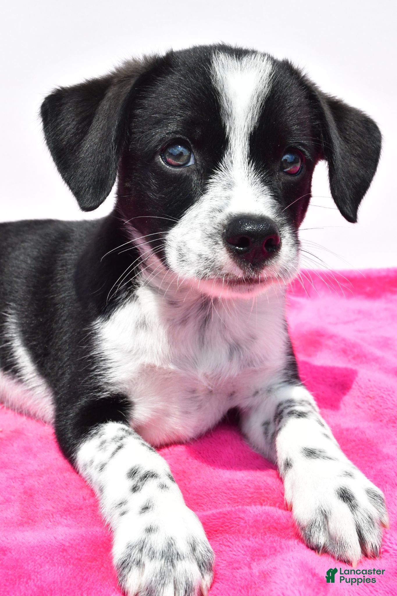 Mixed Breed dogs Kara - Ad 2