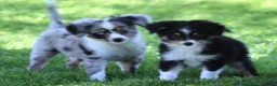 Toy Australian Shepherd dogs for sale: Sarge black tri with tail - Ad 6