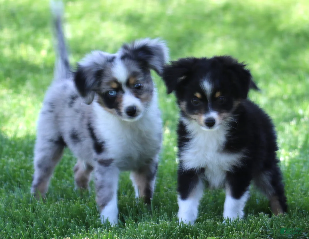 Toy Australian Shepherd dogs for sale: Sarge black tri with tail - Ad 6
