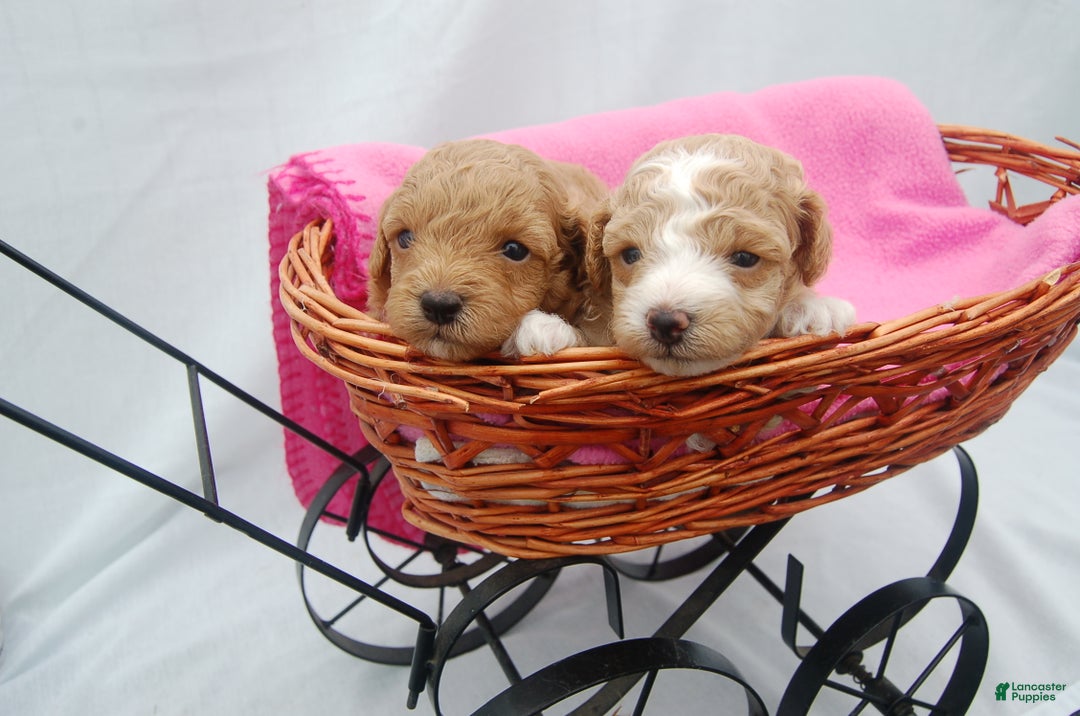 Miniature Poodle dogs for sale: Miniature Poodle Puppy 2  - Ad 1