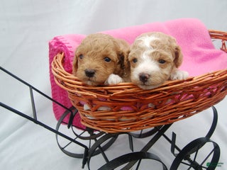 Miniature Poodle dogs Miniature Poodle Puppy 1 Denise - Ad 14