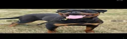 Rottweiler dogs for sale: Rottweiler Puppy 2 - Ad 11