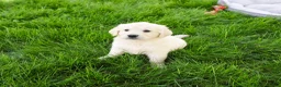 Golden Retriever dogs for sale: Wesley  - Ad 5