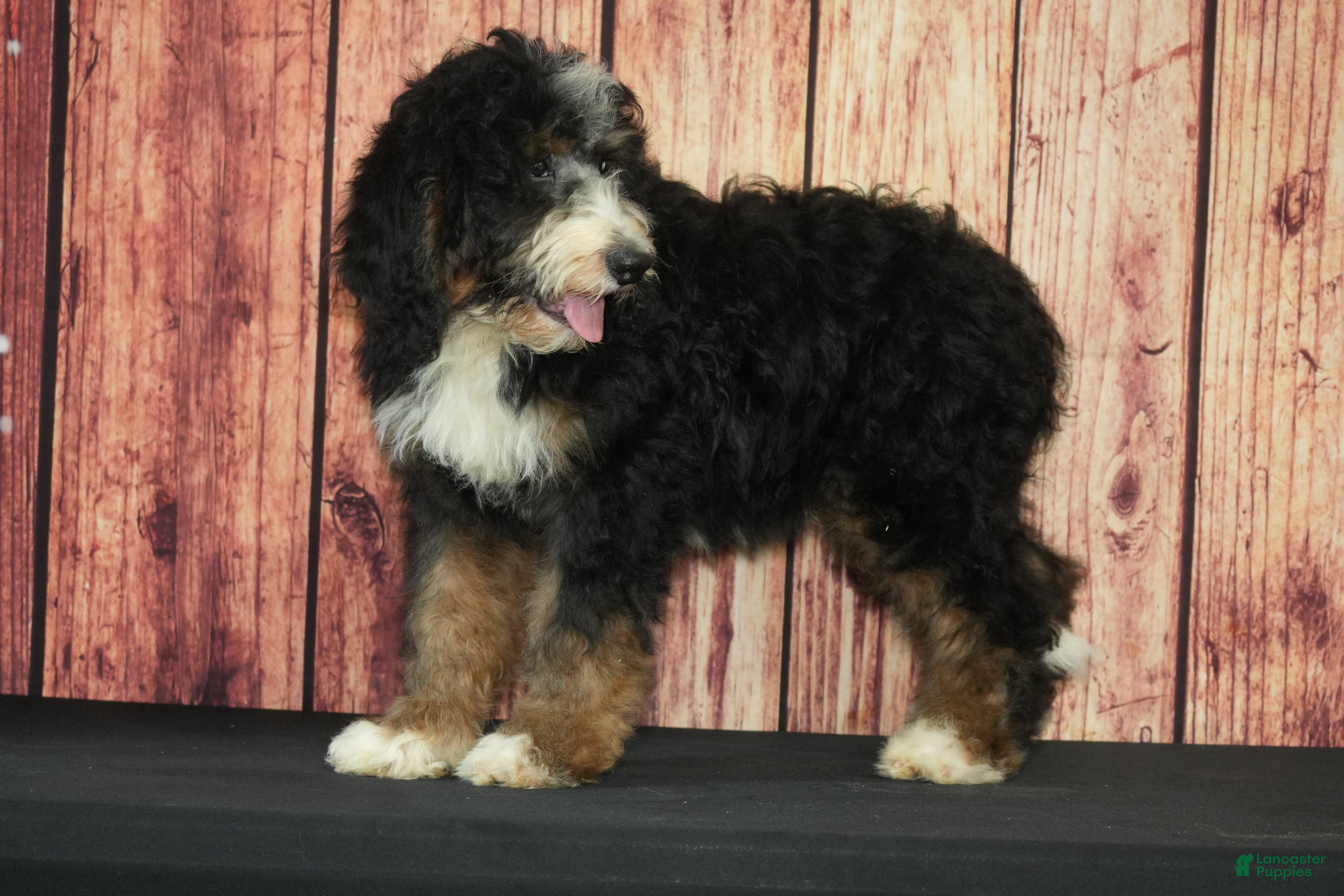 Bernedoodle dogs Ernie F1 - Ad 32