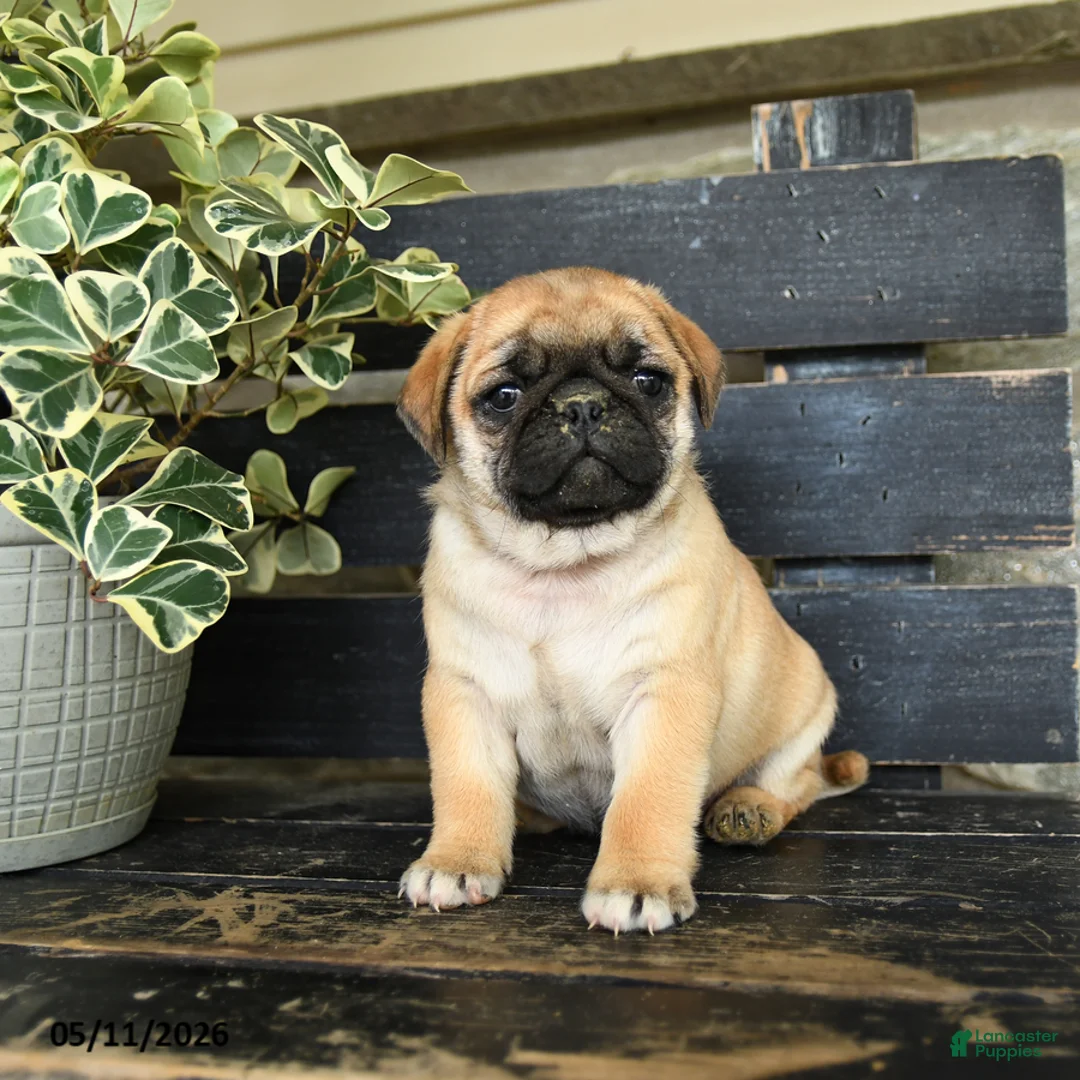 Pug dogs for sale: Ronald - Ad 3