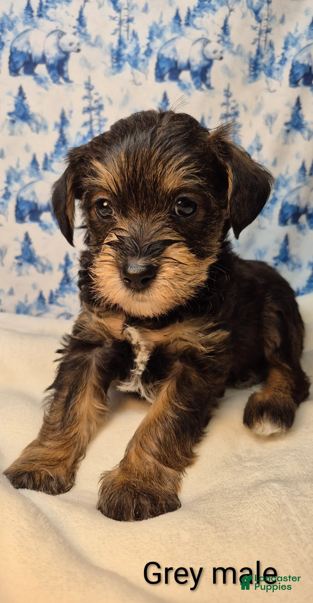 Mixed Breed dogs for sale: Mixed Breed Puppy 5 - Ad 3