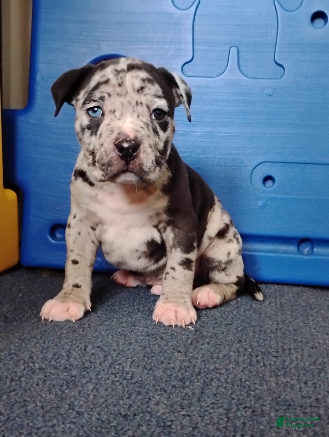 American Bully dogs for sale: KANO - Ad 3