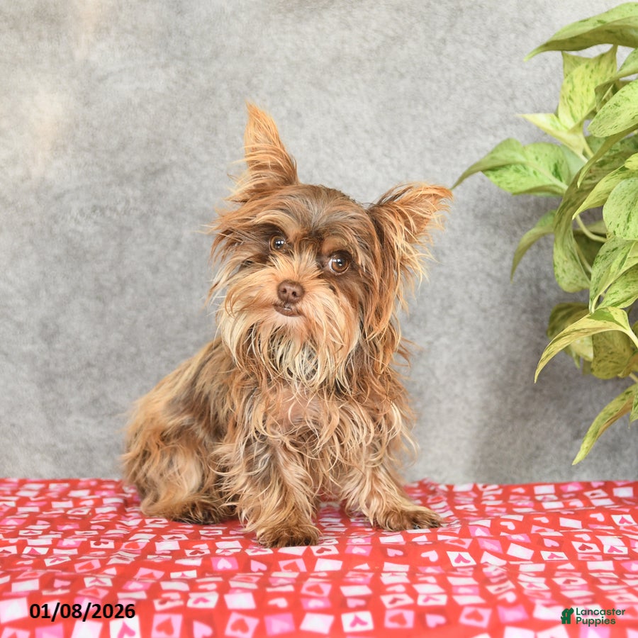 Yorkshire Terrier dogs Cocoa - Ad 37
